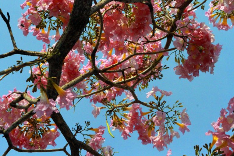 Calor, chuva e granizo: confira como será a primavera