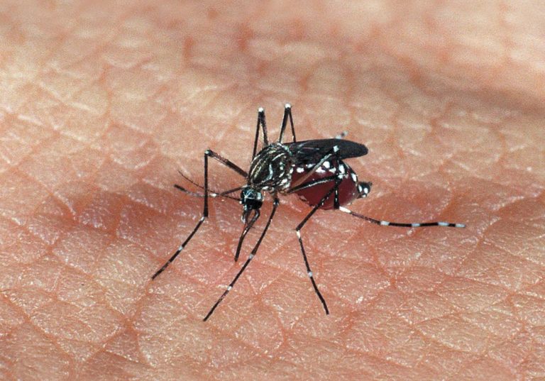 Igarapé corre risco de surto de dengue
