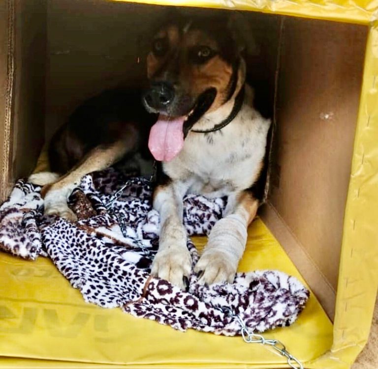 Proteção Animal de Igarapé produz casinhas para aquecer animais do frio