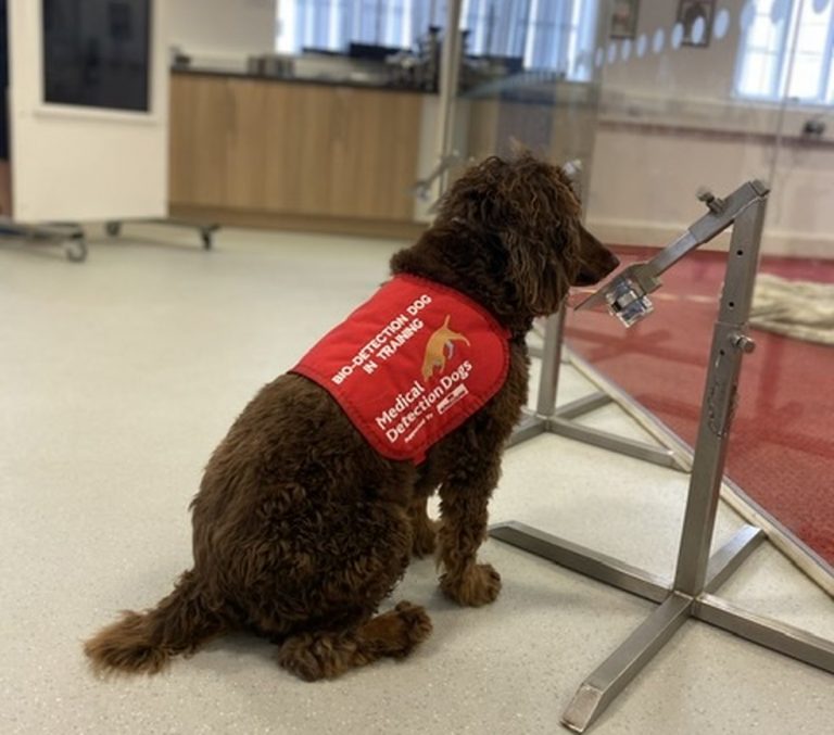 Cachorros são treinados para sentir o cheiro da Covid-19 em pessoas assintomáticas