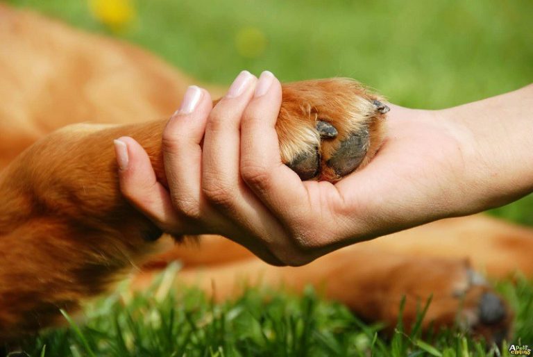 ASPAI atende dezenas de animais em situação de rua.