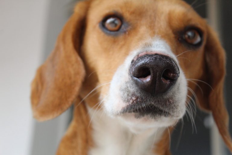 Campanha Antirrábica deve vacinar mais de 7 mil animais em Igarapé