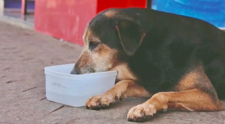 Associação de Proteção Animal de Igarapé lança campanha “Calor sem Sede”