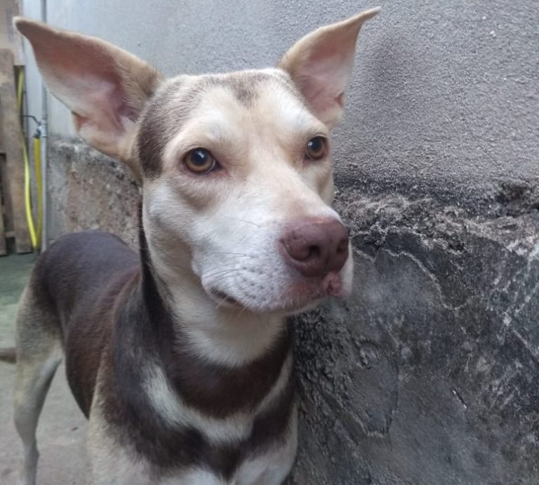 Igarapé: animais vítimas de maus-tratos recebem tratamento e são liberados para adoção