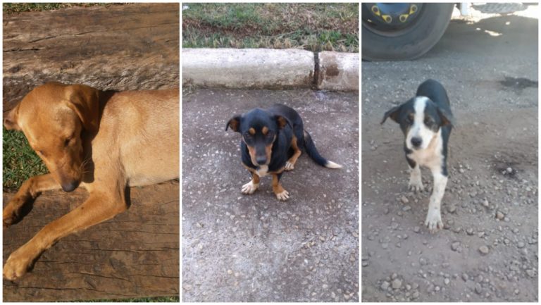 Abandono de cães preocupa moradores de Igarapé