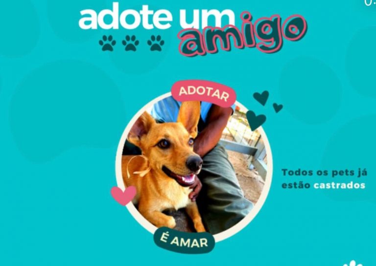 Prefeitura de São Joaquim de Bicas promove campanha de adoção de cães