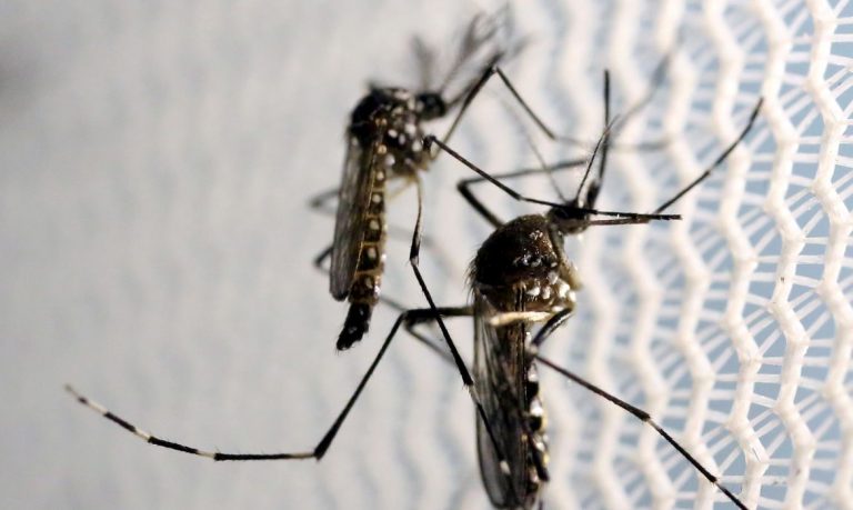 Entenda diferença entre pernilongo e mosquito da dengue