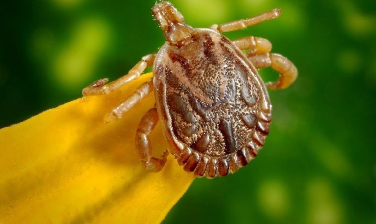 O que é febre maculosa e quais os sintomas