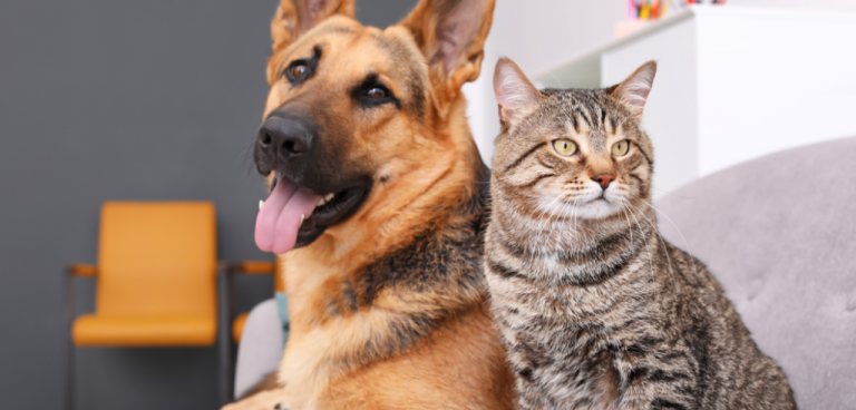 São Joaquim de Bicas promove primeira feira de adoção de animais no dia 11/05