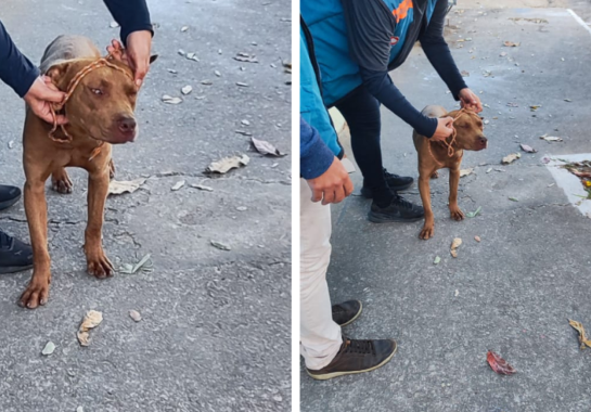 1_cachorro-53308740