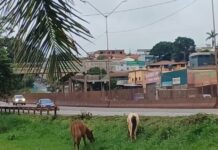 Cavalos soltos na BR-381 em Igarapé reacendem alerta após morte em São Joaquim de Bicas