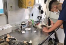 São Joaquim de Bicas abre 120 vagas para mutirão de castração de cães e gatos