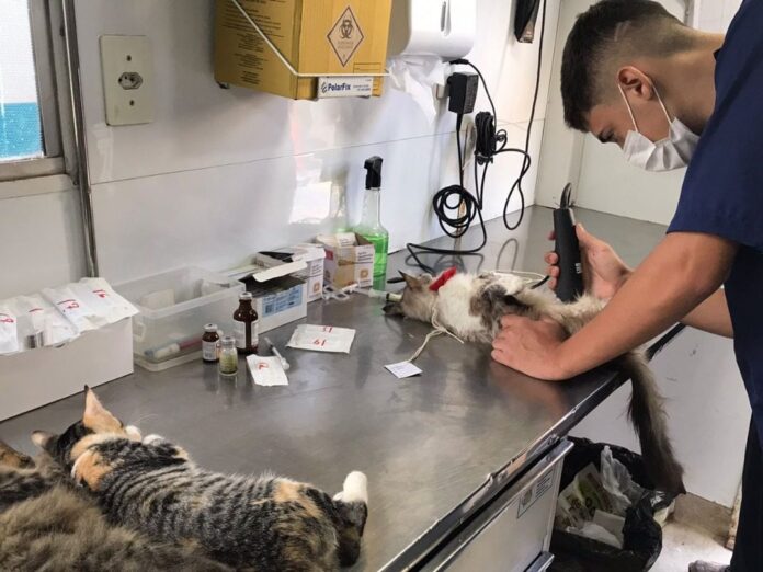 Sao-Joaquim-de-Bicas-realiza-mutirao-de-castracao-gratuita-de-caes-e-gatos-castramovel-atendera-no-Estadio-Didi-Gouveia-ate-sexta-feira-18-3-e1647372052615