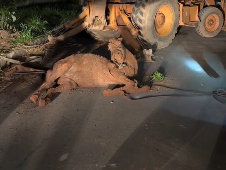 Cavalo é resgatado após cair em fossa em São Joaquim de Bicas