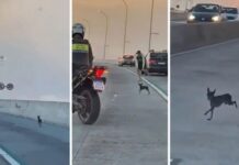 Pitoco: pinscher mobiliza resgate na Terceira Ponte, é encontrado e foge outra vez