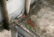 Denúncia aponta maus-tratos após morte de cachorro em São Joaquim de Bicas