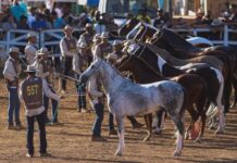 Exposição do Cavalo Mangalarga Marchador será realizada pela 1ª vez em Igarapé