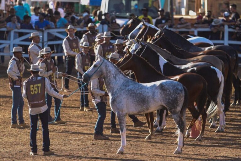 Exposição do Cavalo Mangalarga Marchador terá shows gratuitos em Igarapé; confira a programação
